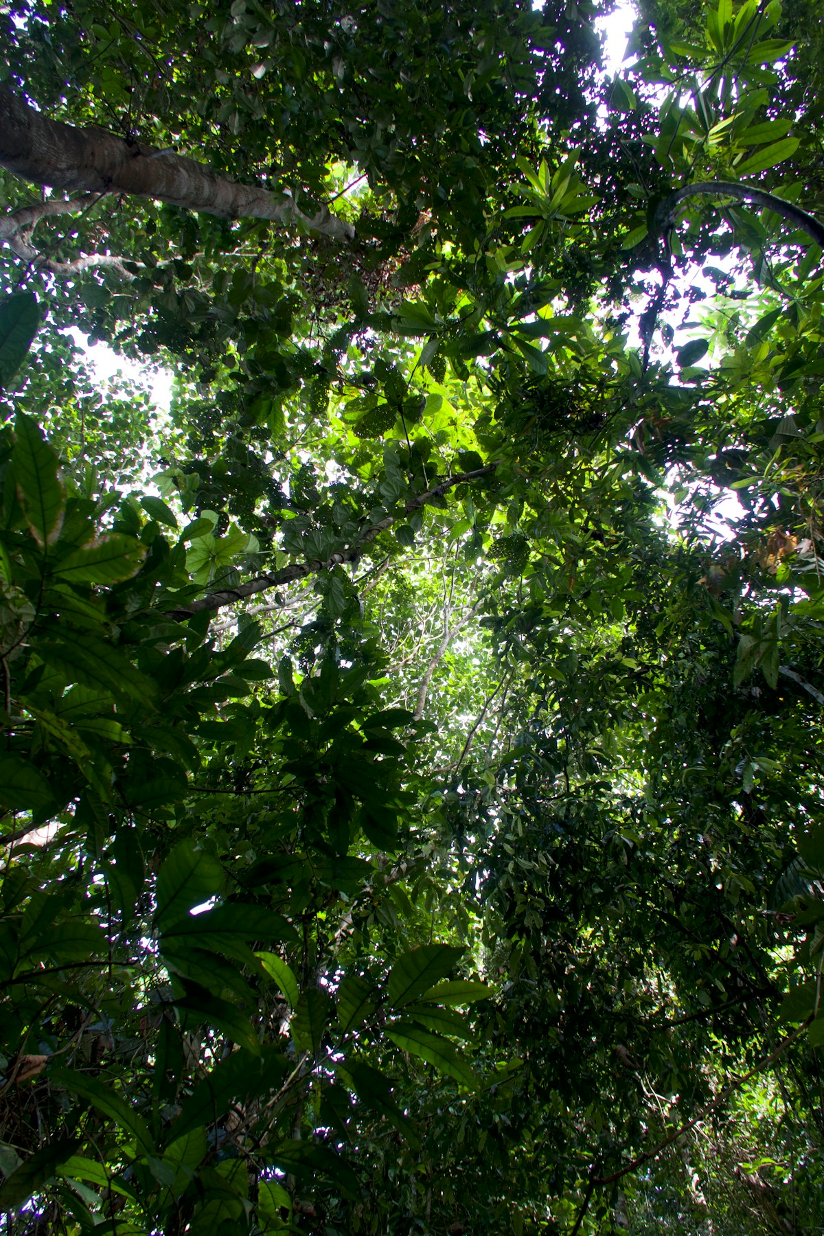 Mossy forest trail through cloud forest at Gunung Brinchang, Cameron Highlands