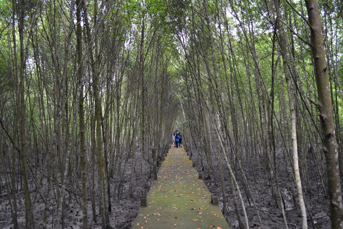 Mangrove forest waterway, Langkawi, Malaysia