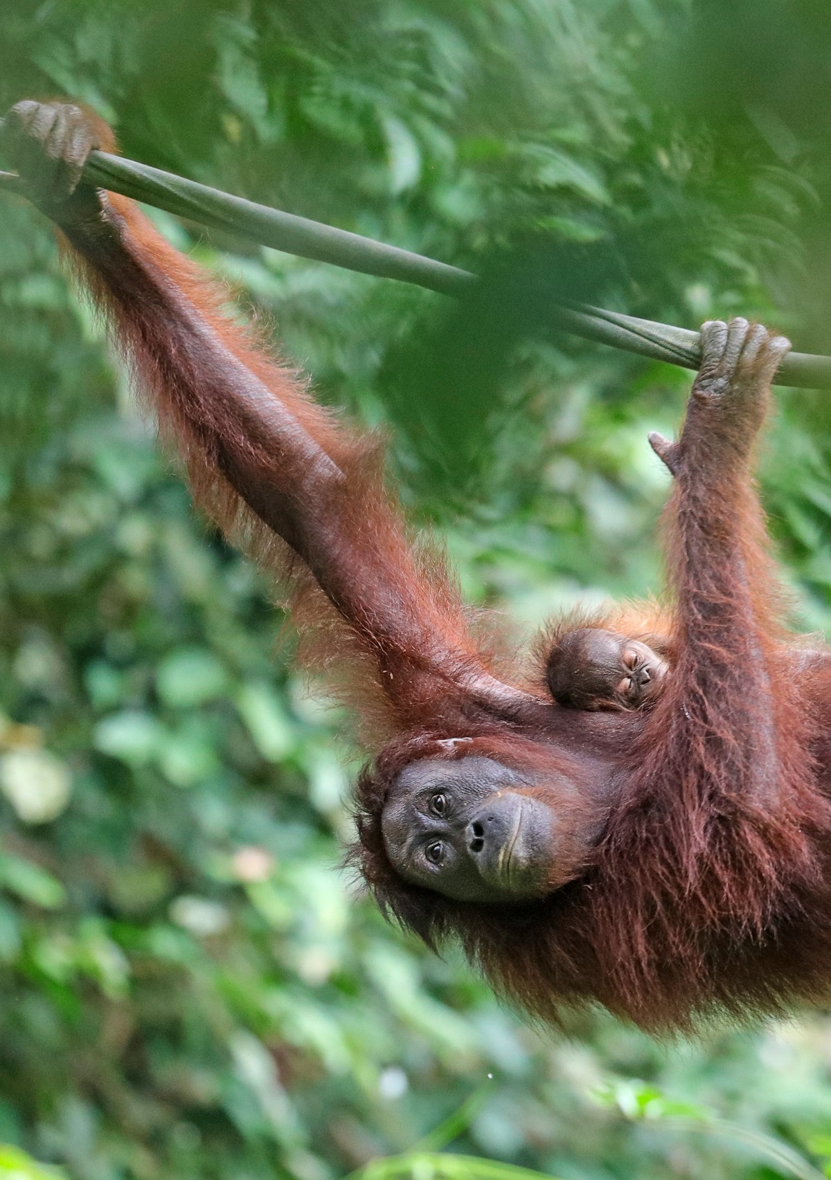 Orangutan at Sepilok Rehabilitation Centre, Sandakan, Borneo, Malaysia in August