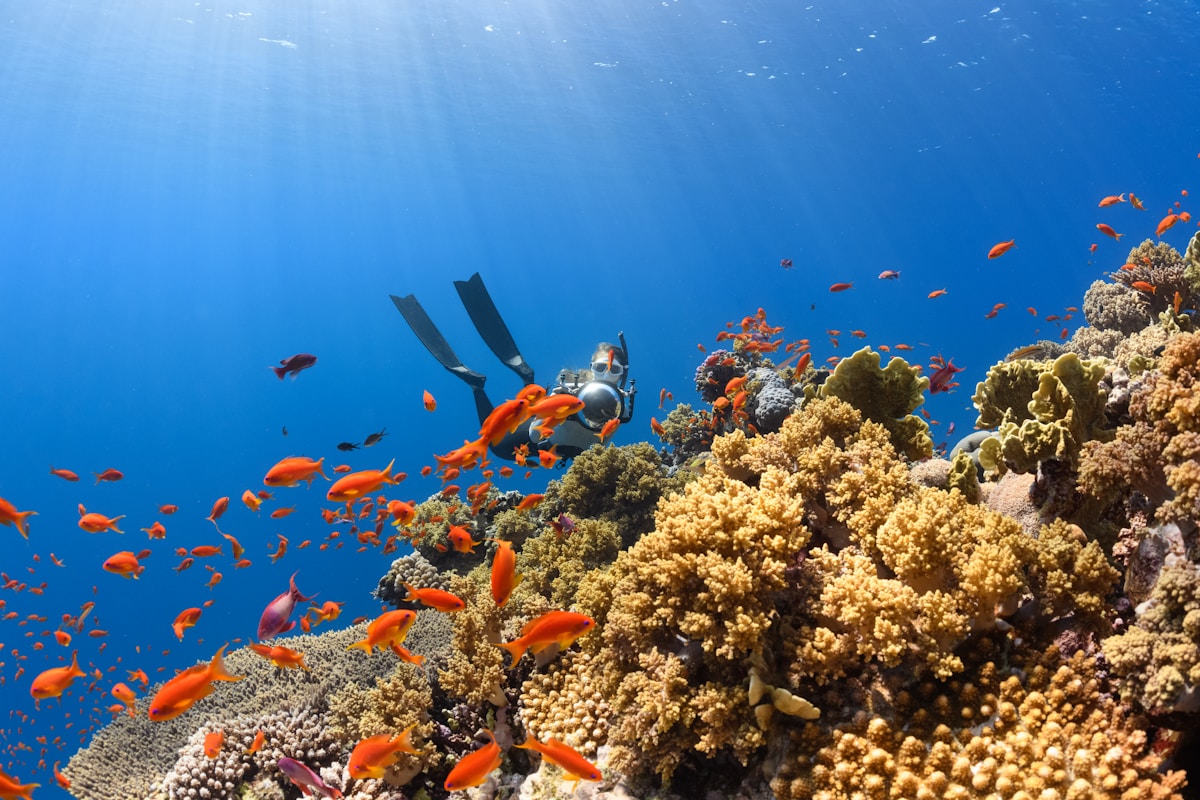 Scuba diver over coral reef, tropical water, Malaysia in June