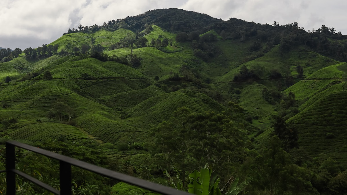 Cameron Highlands hilly tea landscape, Malaysia in October