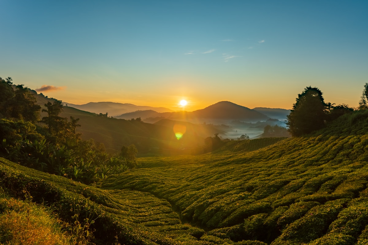 BOH tea plantation, Cameron Highlands, Malaysia in September