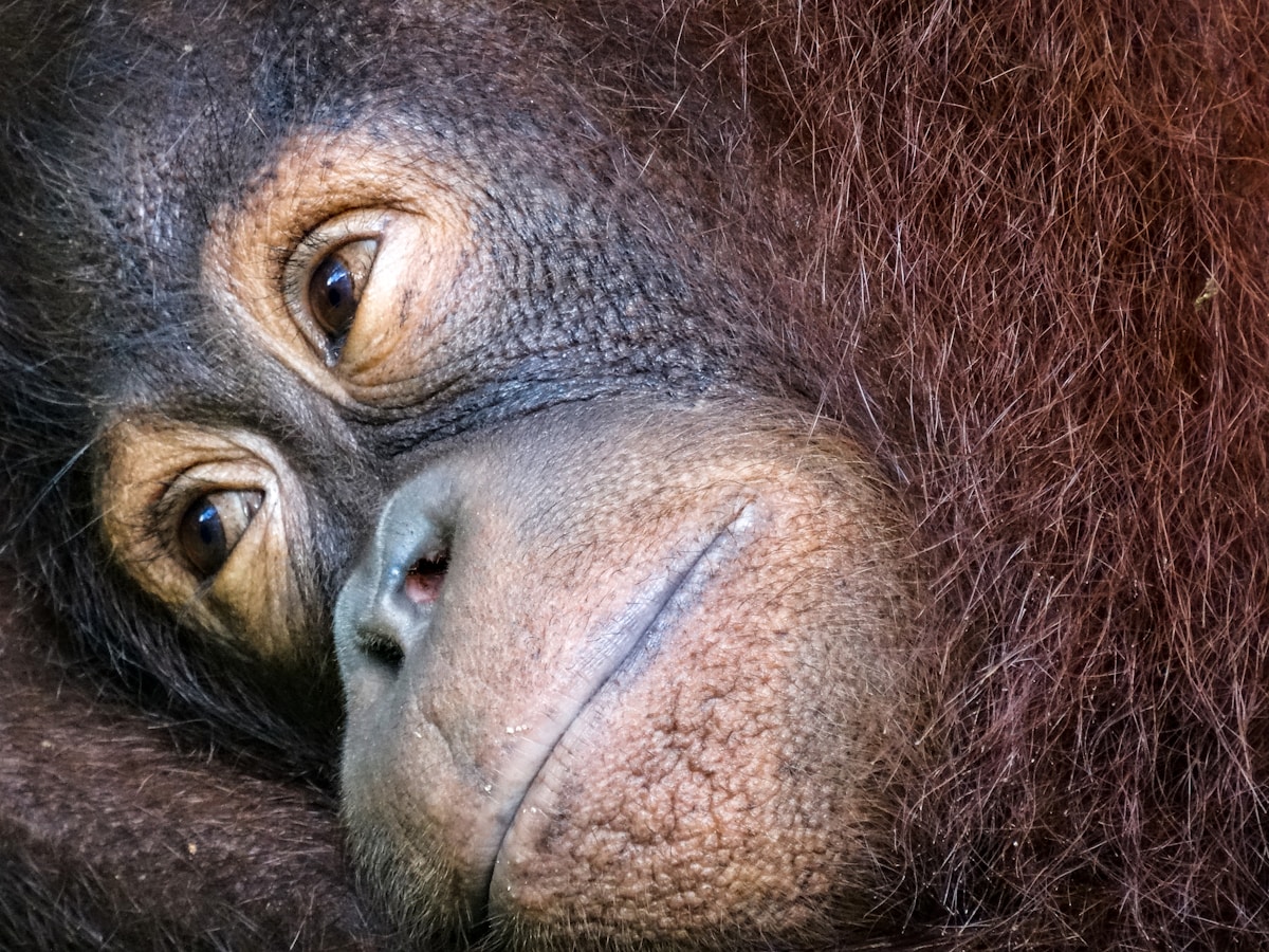 Bornean orangutan on a feeding platform at Sepilok Rehabilitation Centre