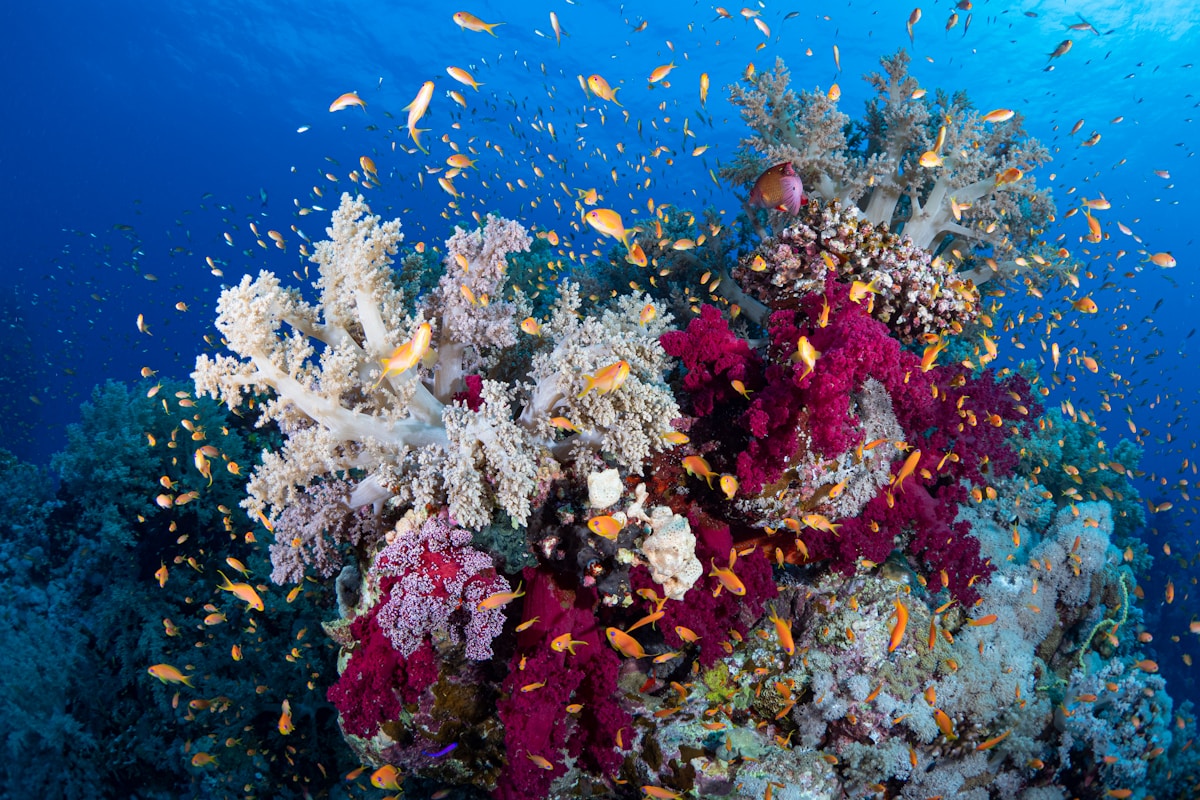 Diver exploring the coral reefs of Sipadan, Sabah